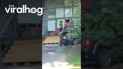 Young Bear Investigates Open Car In Gatlinburg || ViralHog