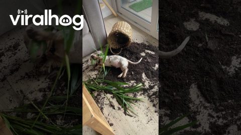 Dachshund Puppy Makes Big Mess With Houseplant || ViralHog