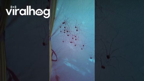 Spiders Congregate on Top of Tent || ViralHog
