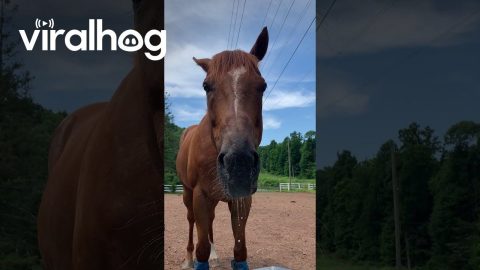 Horse Drinks High Quality H2O || ViralHog