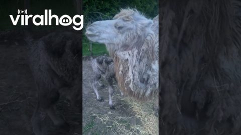 Baby Camel Standing for the First Time || ViralHog