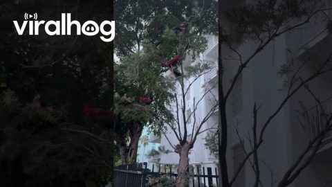 Tree Full of Chickens || ViralHog