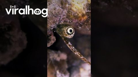 Underwater Creature Peers Up From Seabed || ViralHog