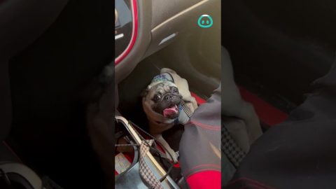 Pug Sounds Like Broken Car || ViralHog