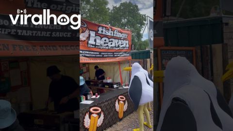 Street Seagulls Discover Fish Food Stall At Glastonbury || ViralHog