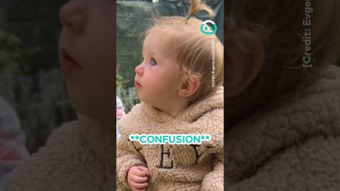 Baby Meets Chick || ViralHog