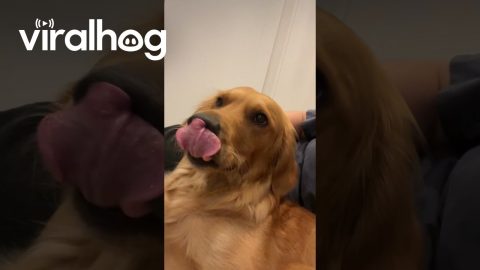 When You Find The Perfect Spot For Scritches || ViralHog