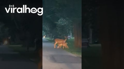 Twin Fawns Feed From Mom || ViralHog