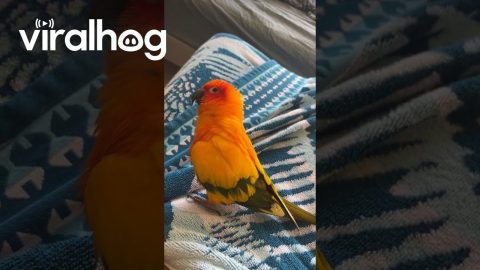 Pretty Parrot's Swaying Dance || ViralHog