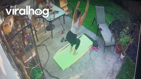 Backyard Squirrel Yoga || ViralHog