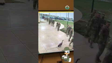 Goose on the Loose Intimidates Soldiers || ViralHog