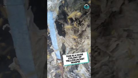 HUGE Yellowjacket Nest Removal || ViralHog