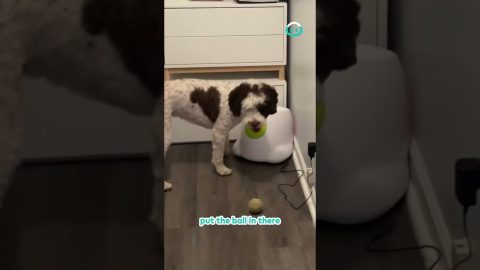 Dog Demands Tennis Ball from Machine || ViralHog