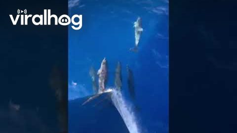 Dolphins Swim In Front of Ship's Bow || ViralHog