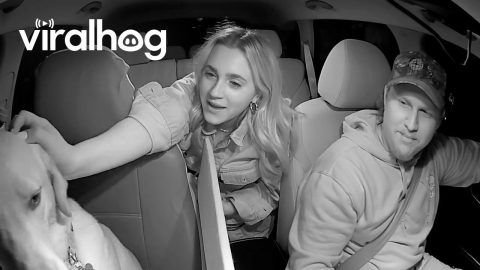 Passengers Adore Bowie the Uber Dog || ViralHog