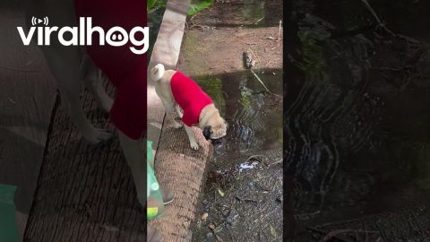 Brave Jungle Pug Falls In Mud || ViralHog