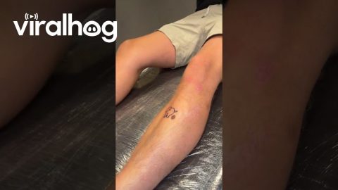 Surprise Tattoo Reveal || ViralHog