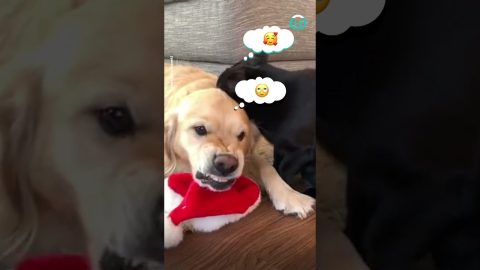 Cat Tries to Groom Angry Golden Retriever || ViralHog