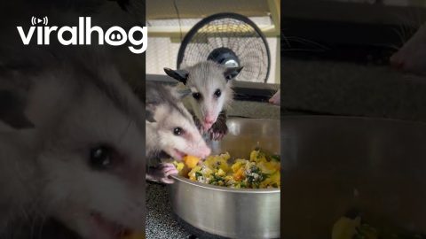 Opossum Babies Have an Egg-Cellent Dinner || ViralHog