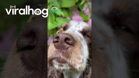 Tiny Frog and Patient Dog || ViralHog