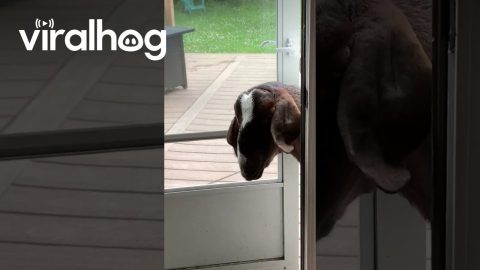Goat Lets Himself Inside || ViralHog