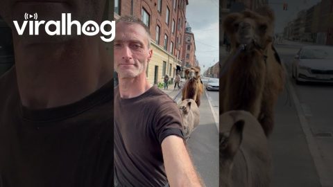 Camel and Donkey Go For a Walk in Copenhagen || ViralHog