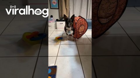 Silly Dog Gets Stuck in Pop-Up Tent || ViralHog