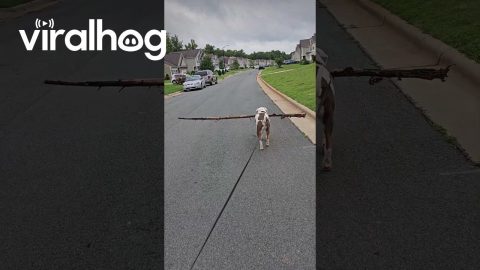 Dog Carries Big Stick on Walk || ViralHog