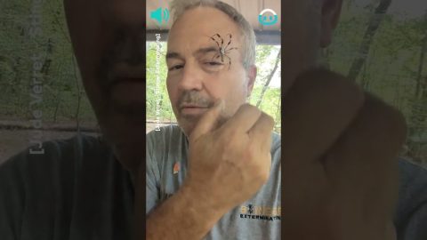 Man Covered in Giant Spiders || ViralHog