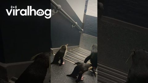 Penguins Hop Down Stairs || ViralHog