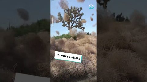 Twister of Tumbleweeds || ViralHog