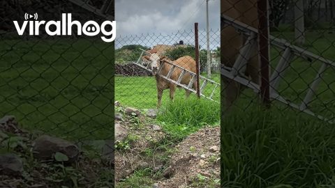 Cow Gets Its Head Stuck in a Ladder || ViralHog