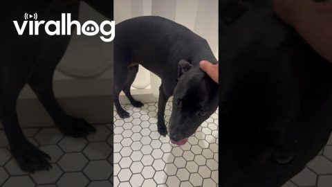 Dog Reacts to Fireworks || ViralHog