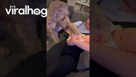 Goldendoodle Jealous of Baby Doll || ViralHog