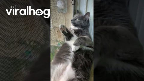 Cat Relaxes In Window Sill || ViralHog