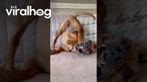 Yoga Dog Does a Difficult Stretch || ViralHog