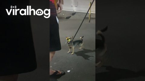Dog's Quirky Duck Bill Muzzle || ViralHog