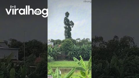 Tree Looks Like a Giant Person || ViralHog