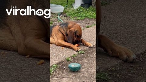This Dog Loves Her Carrots || ViralHog