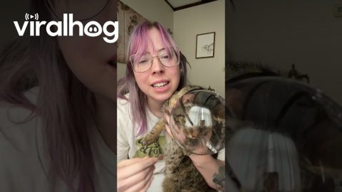 Helmet Helps With Clipping a Spicy Kitty’s Nails || ViralHog