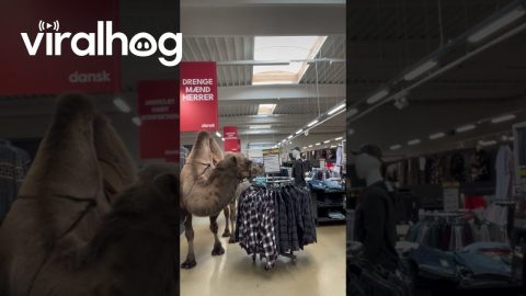Donkey And Camel Go Shopping || ViralHog