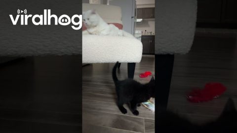 Older Cat Smacks New Kitten || ViralHog