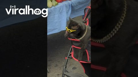 Cats Wear Sunglasses And Gold Chains At Market || ViralHog