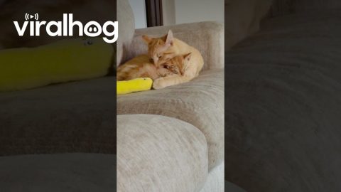 Orange Cat Adopts Mini-Me || ViralHog