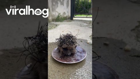 Helping a Tiny Hedgehog Tangled in a Net || ViralHog
