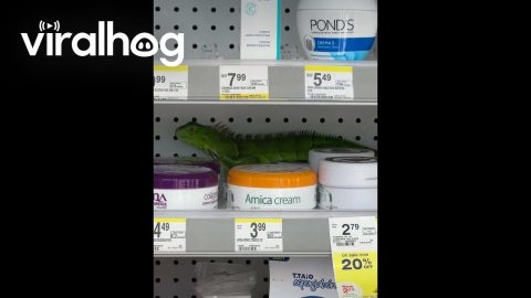 Buy One, Get An Iguana Free || ViralHog