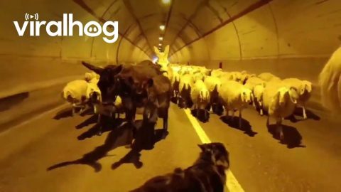 Sheep Herd Blocks Tunnel Traffic || ViralHog
