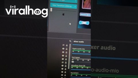 Monitor Spider Chases Mouse Pointer || ViralHog
