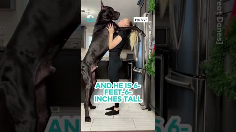 6-Foot-6-Inch Great Dane Is Taller Than His Owner || ViralHog