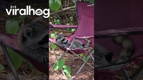 A Raccoon Stole My Chair || ViralHog